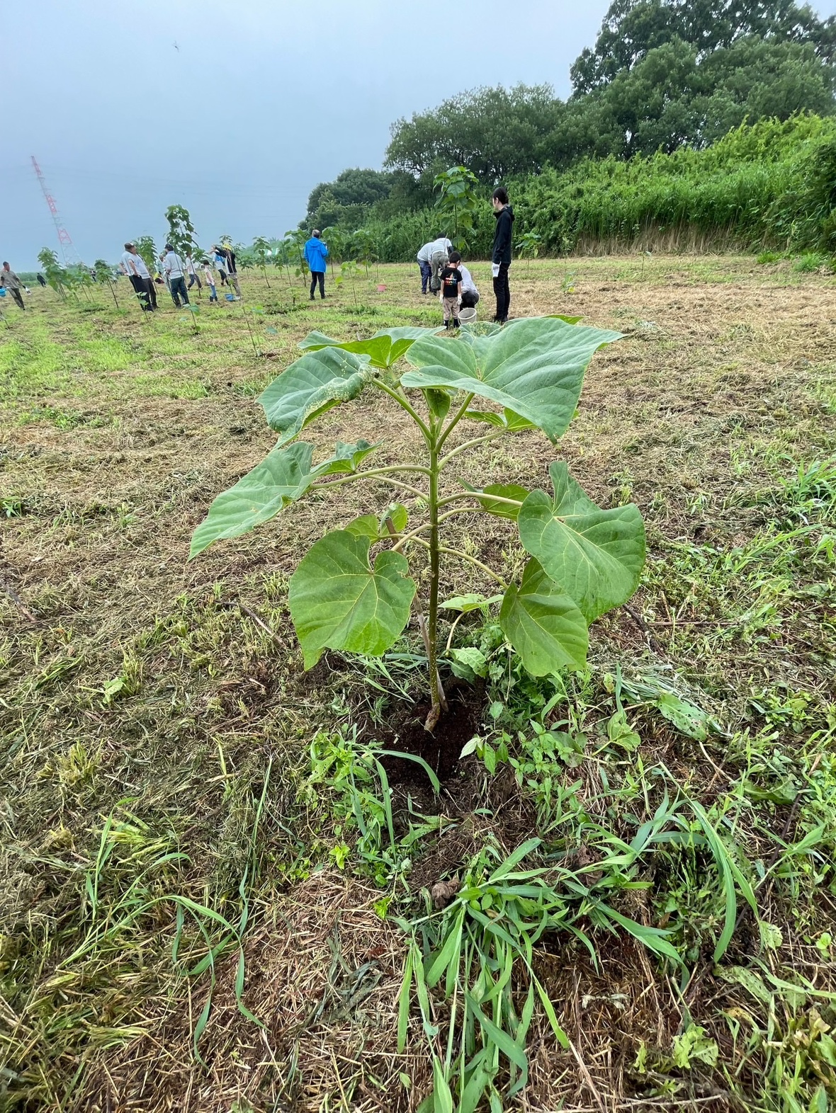 クール・アース植樹